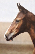 Horse Zo Special (Zo Special D)