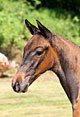 GRAZIANO (Galdo)