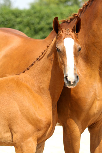 JALENA O