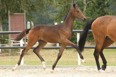 Oxbow A (v. Glock's Toto Jr.)