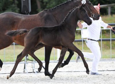 O.Despo M. (v. Desperado)