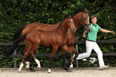 Anniversary edition Starsale Auctions!