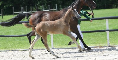 CK Drenthe: Kampioen Ã©n Reservekampioen zijn geselecteerd voor de Starsale Auctions 