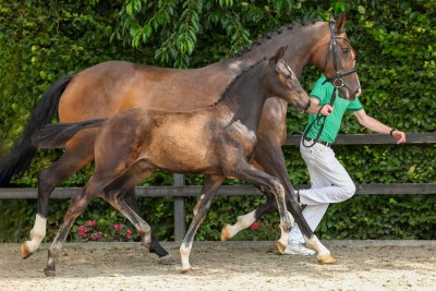 Jubileumeditie Starsale Auctions