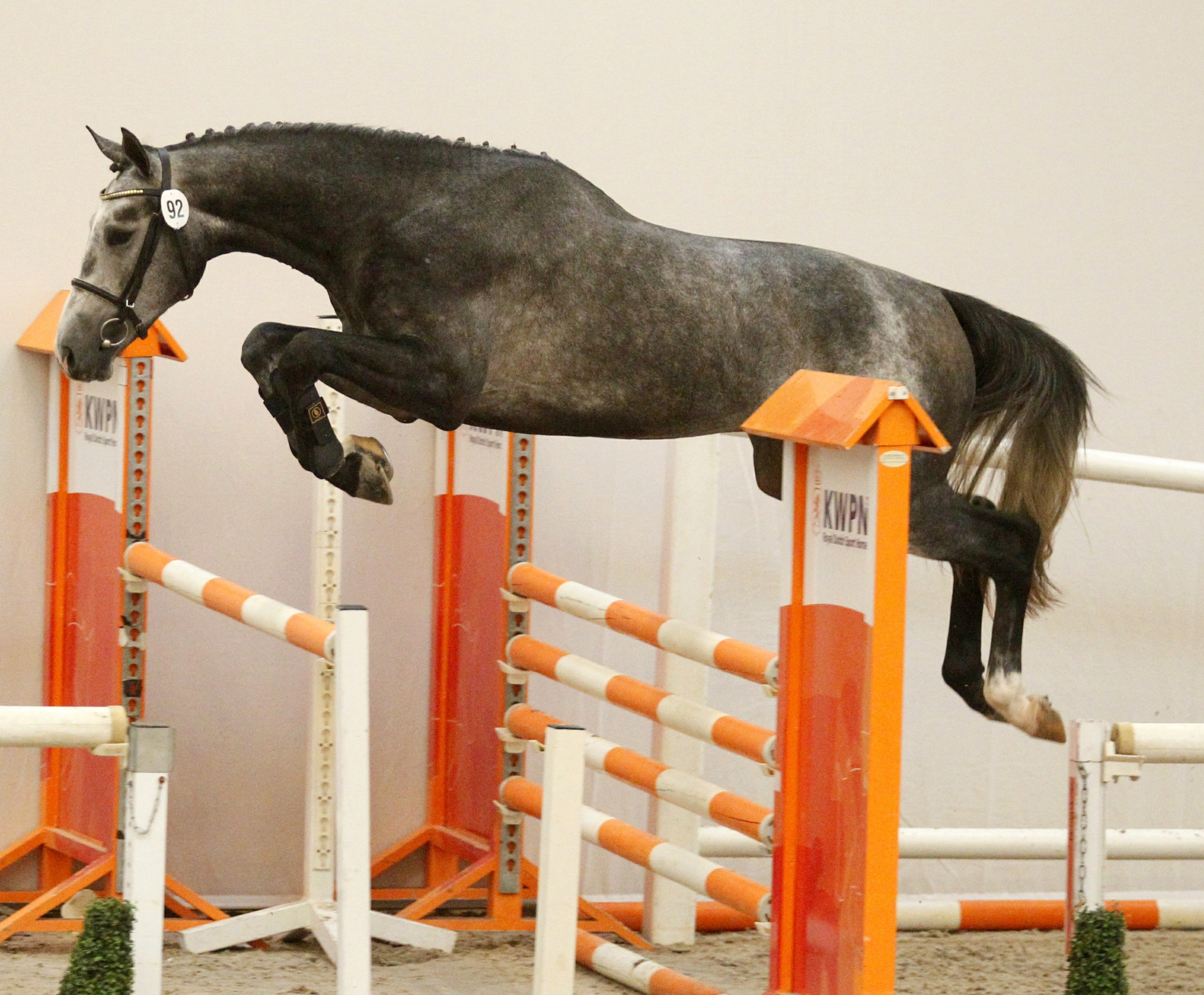 Just Cornet door naar 2e bezichtiging KWPN hengstenkeuring