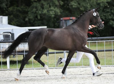Larinka Weering kampioen dressuurmerries CK Fryslân