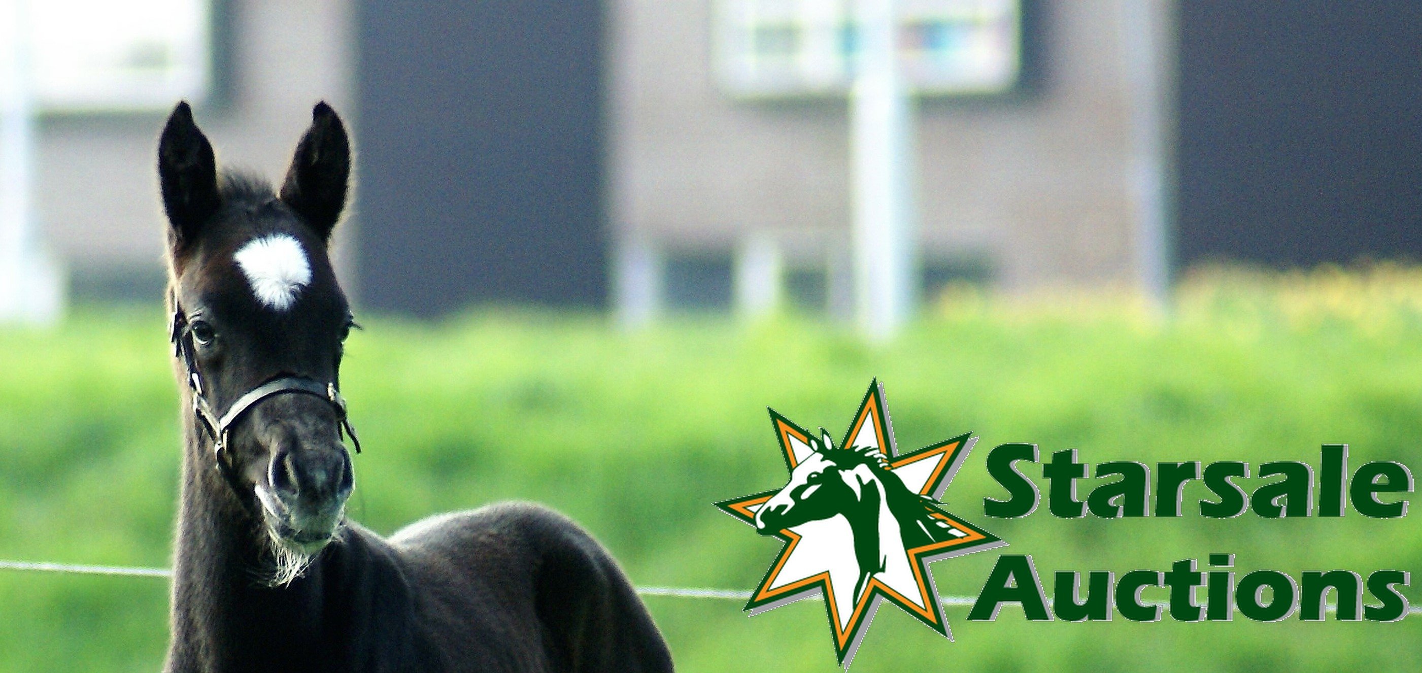 Starsale houdt koers met nieuwe gezichten