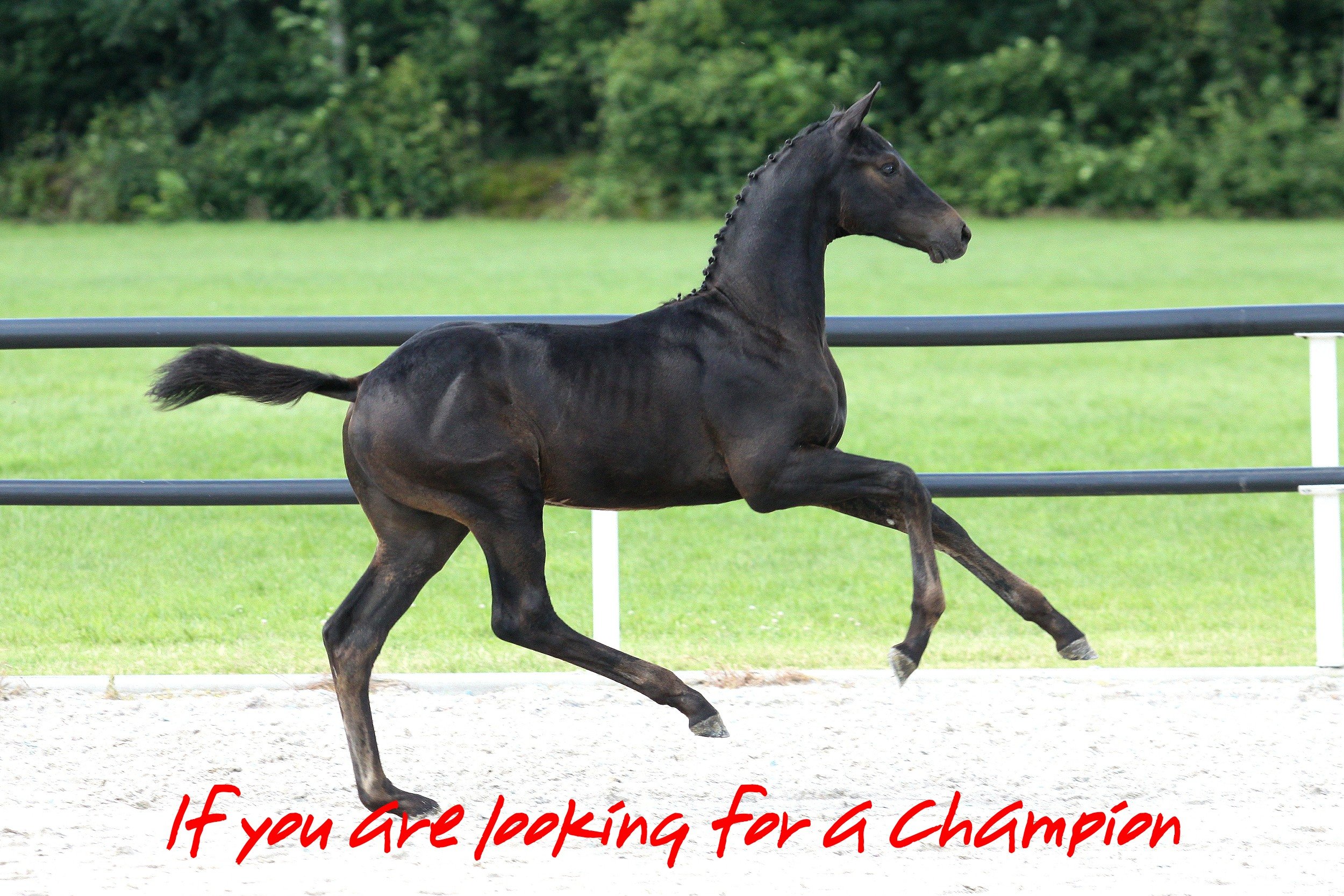 Starsale overtreft stoutste verwachtingen!