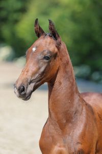 Warrior de Diamant