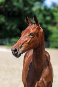 Elvira van het seven oaks z
