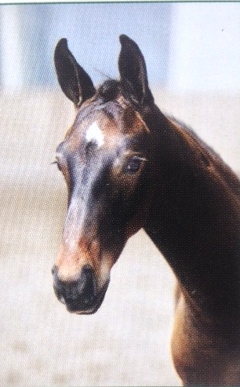 ZECCHINO (ZINDICATOR)