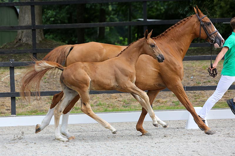 Softice Heringa Horses