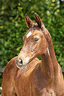 Very special van de Rheehoeve