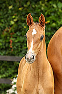 Valoubet Blue